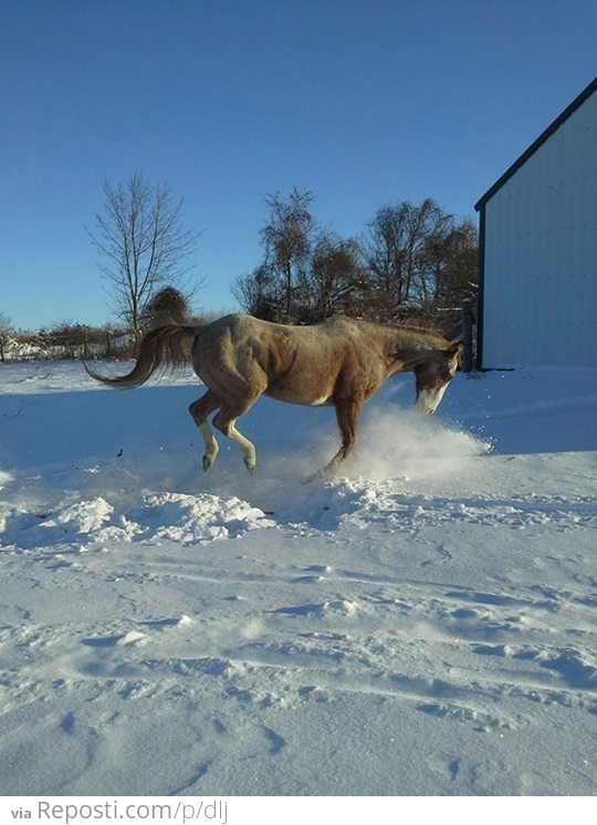 Horse Likes Snow