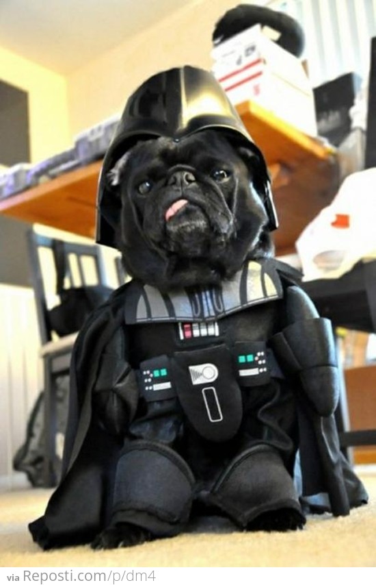 Join The Bark Side