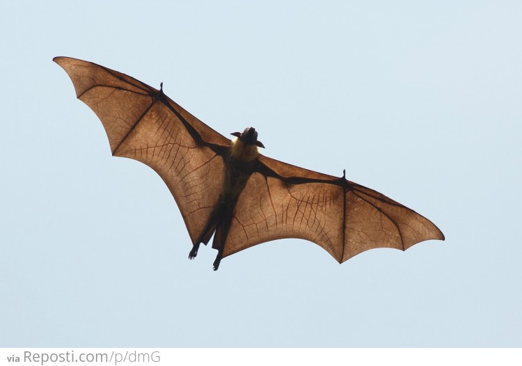 Indian Flying Fox