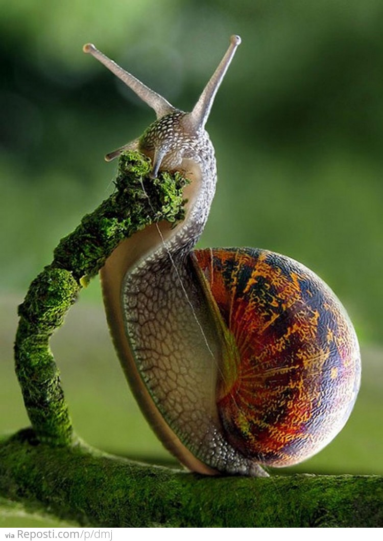 Snail