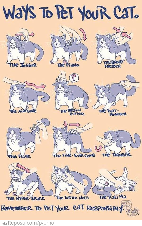 Ways To Pet Your Cat