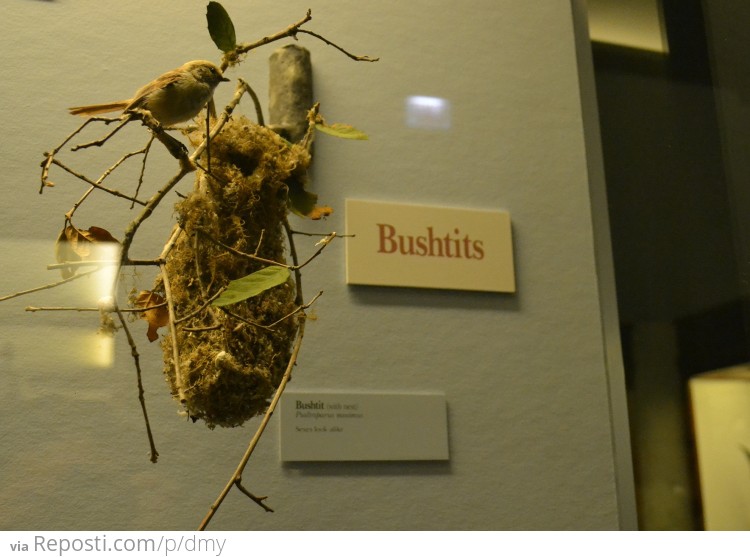 Bushtits