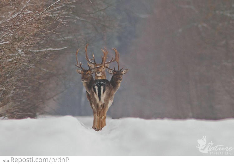 Three Headed Deer