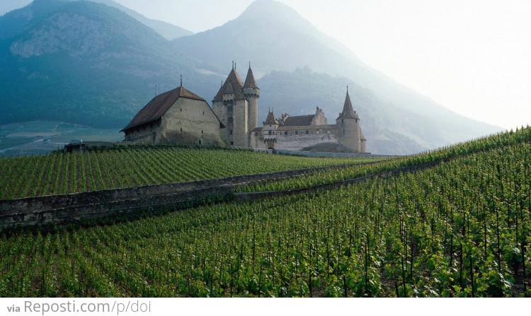 Swiss Vineyard