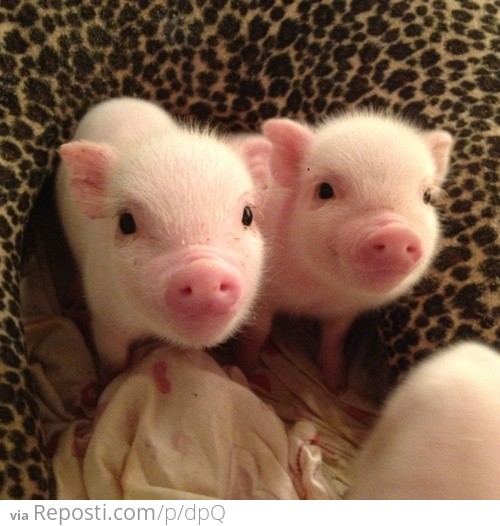 Smiling Piglets