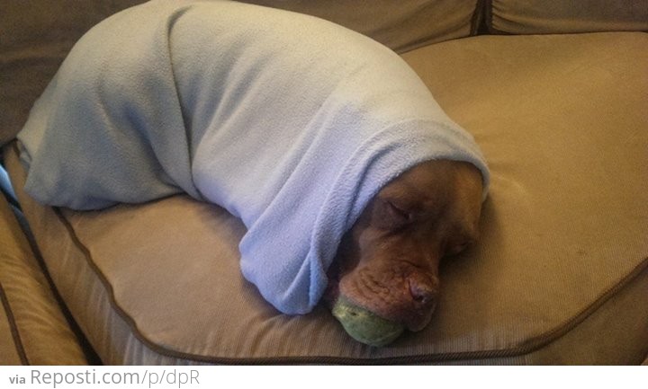 Pitbull Burrito