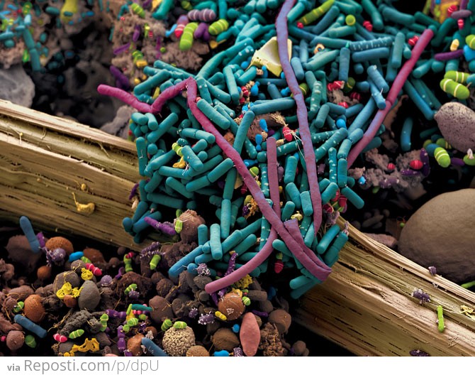 Digestive System Bacteria