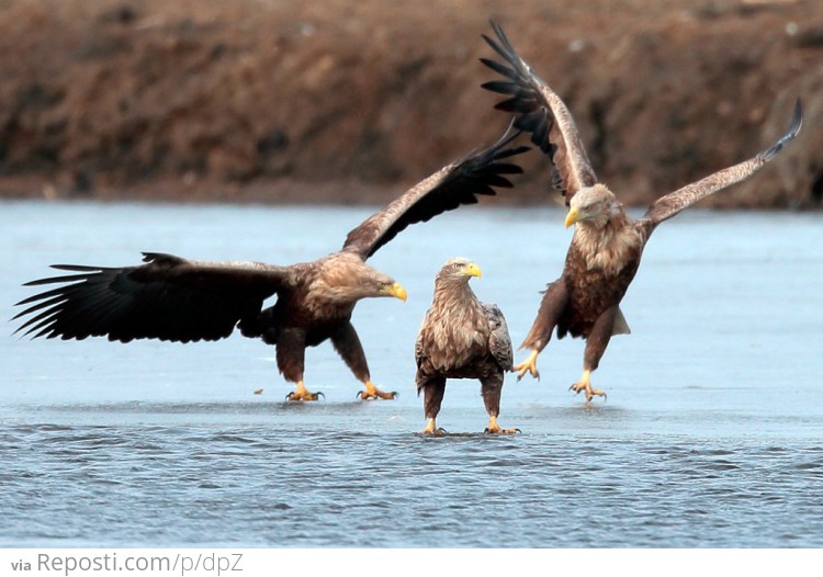 Eagles