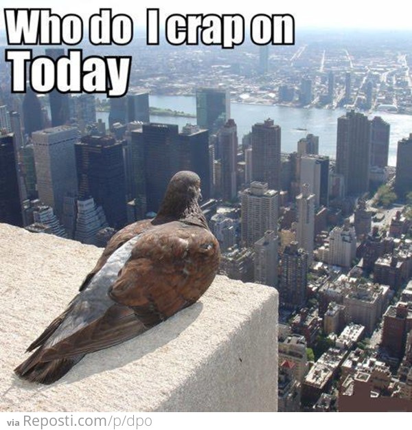 The Life of a Pidgeon