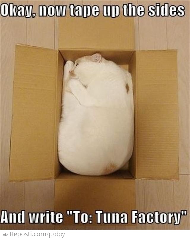 Cat Shipment