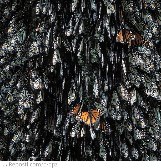 Monarch Butterflies