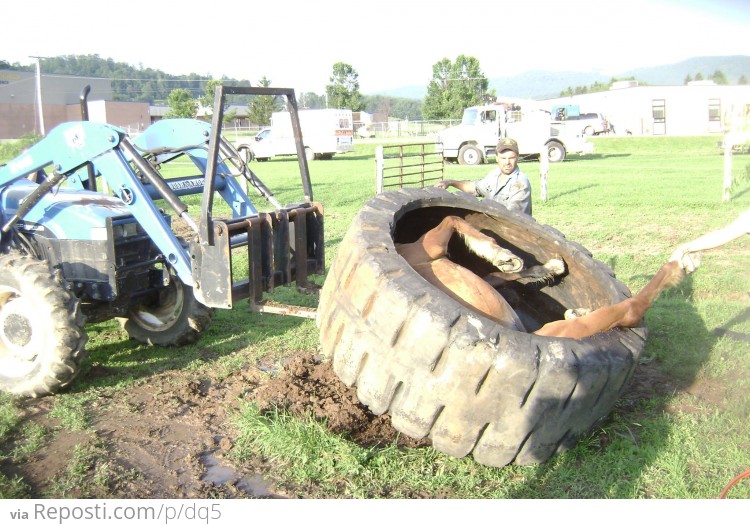 Horse Stuck in a Tire