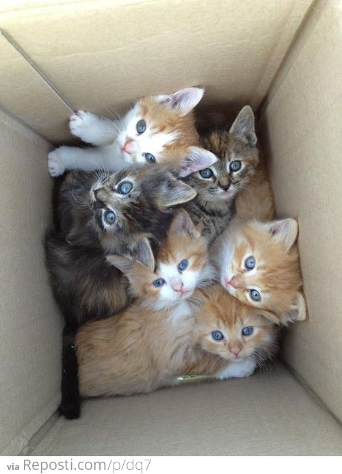 Kitty Box