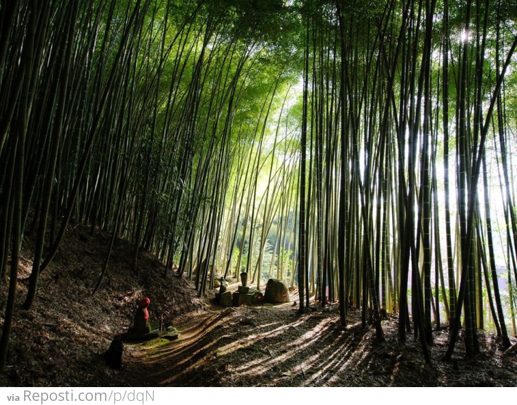 Bamboo Forest