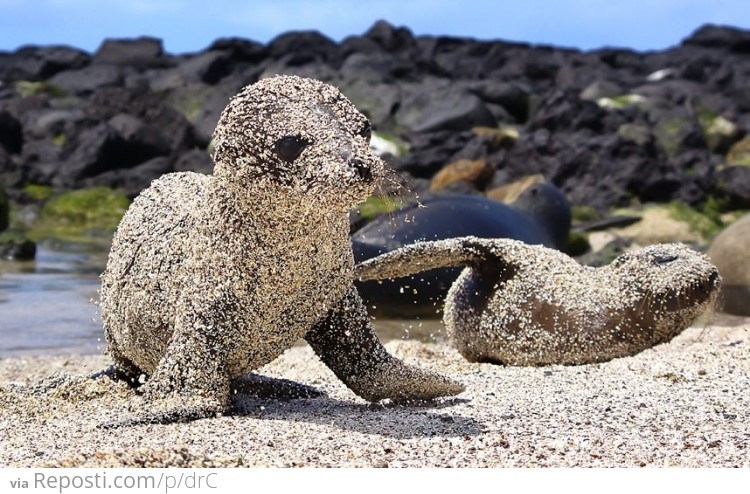 Baby Seals Playing On The Beach