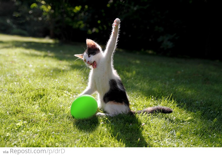 Cat vs Balloon