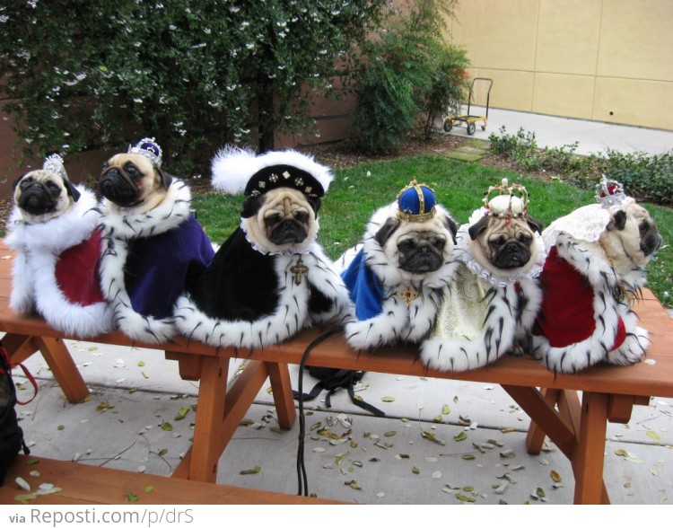 Pug Royal Family