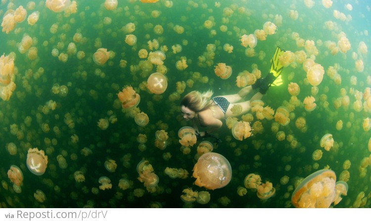 Swimming With Jelly Fish