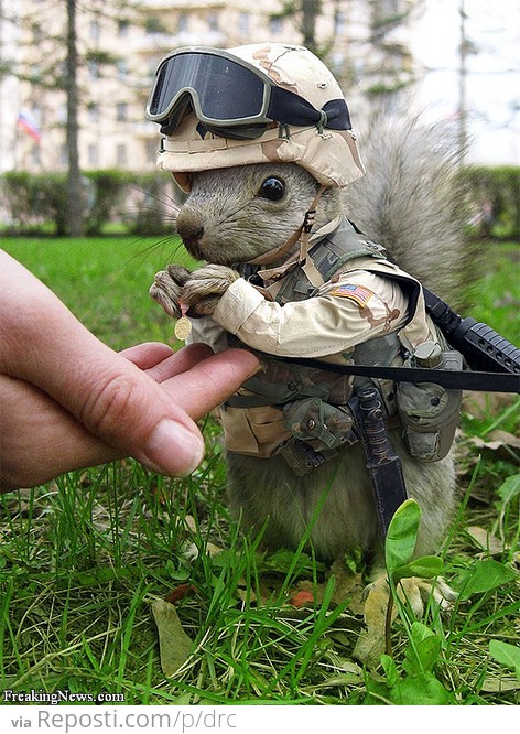 Marine Squirrel