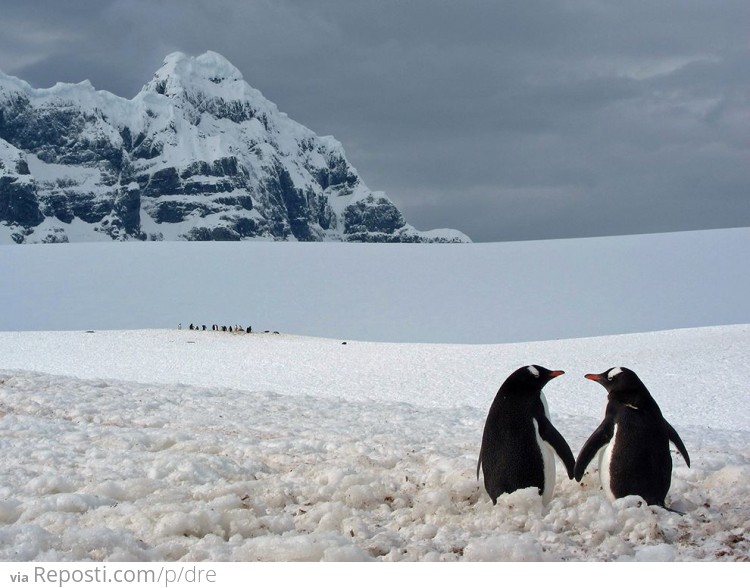 Penguins