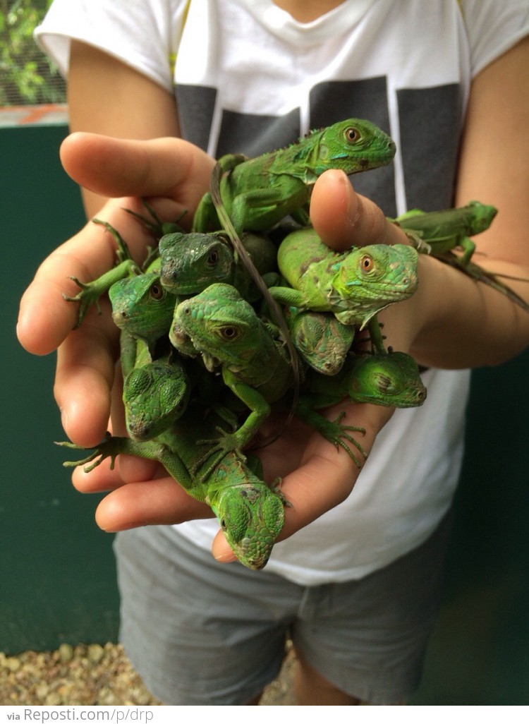 A Handful of Baby Iguanas