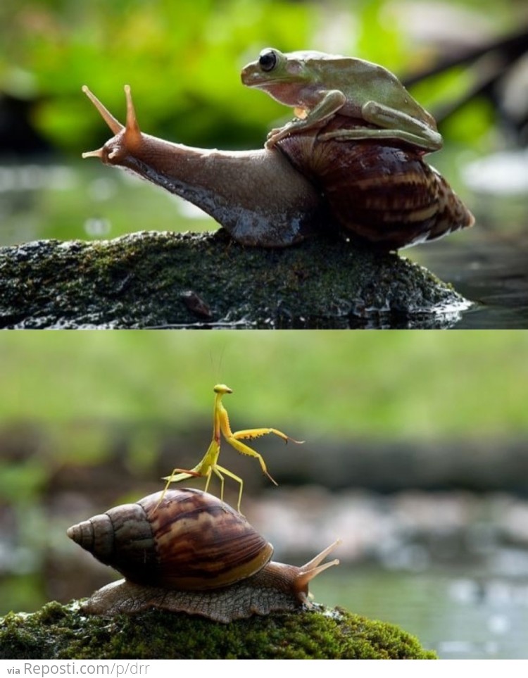 Snails: Nature's Noble Steed