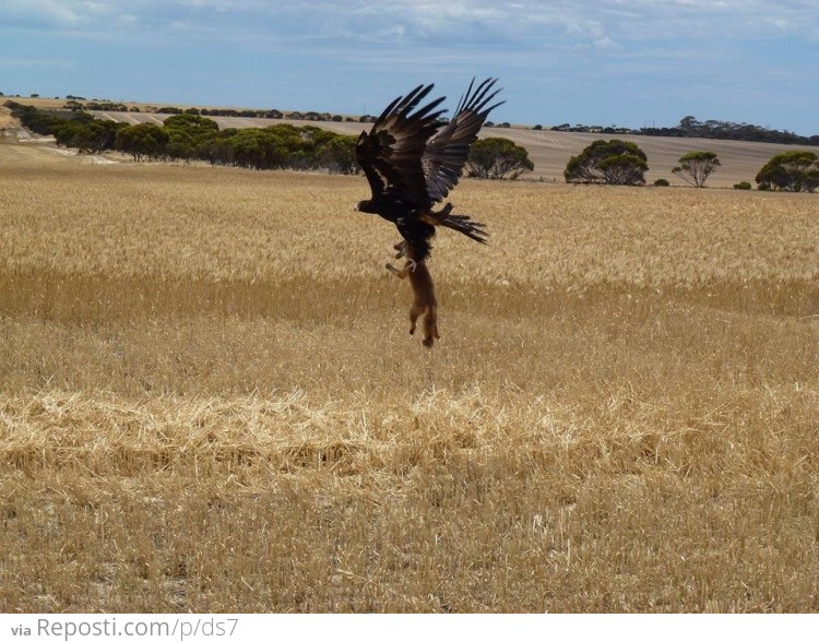 Wedge-Tailed Eagle