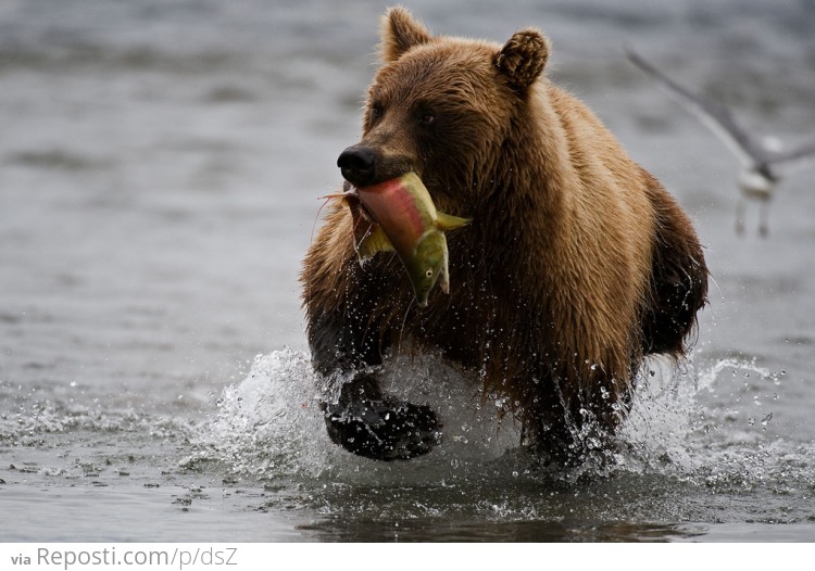 Brown Bear Fishing