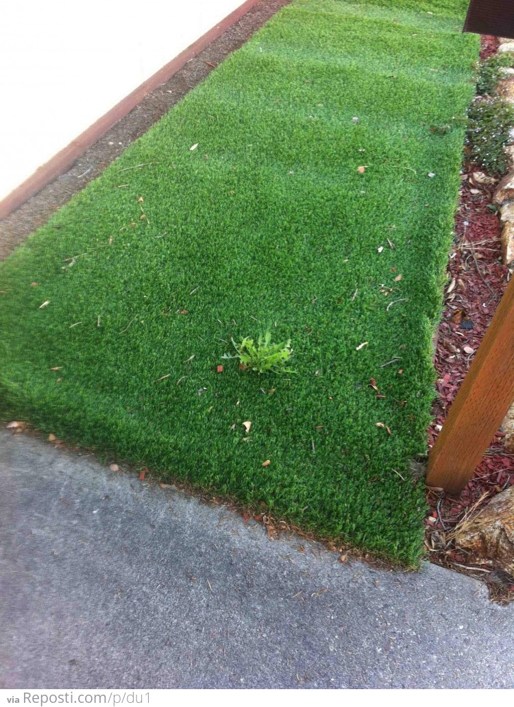 Fake Grass? Real Weeds