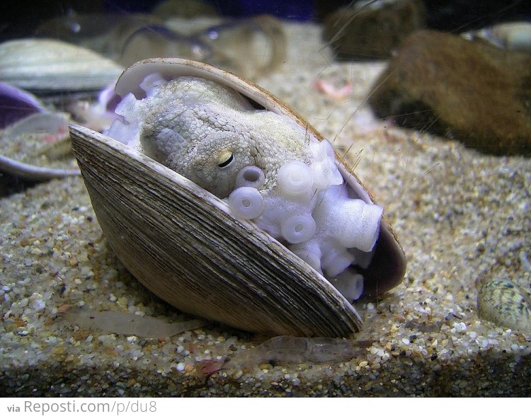 Small Octopus Taking Shelter In A Sea Shell