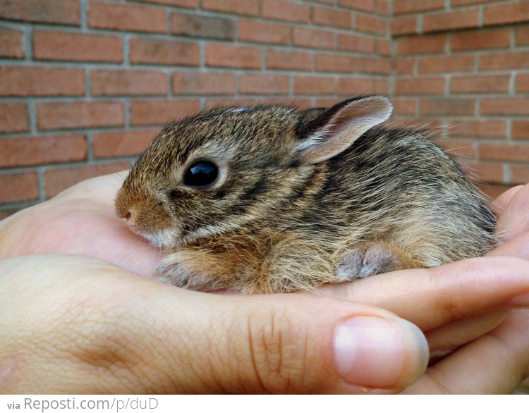 Hand Bunny