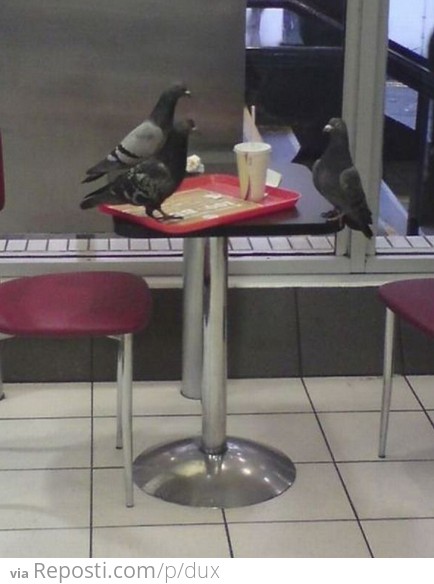 Serious Bird Meeting