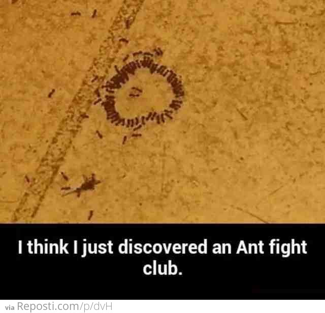 Ant Fight Club