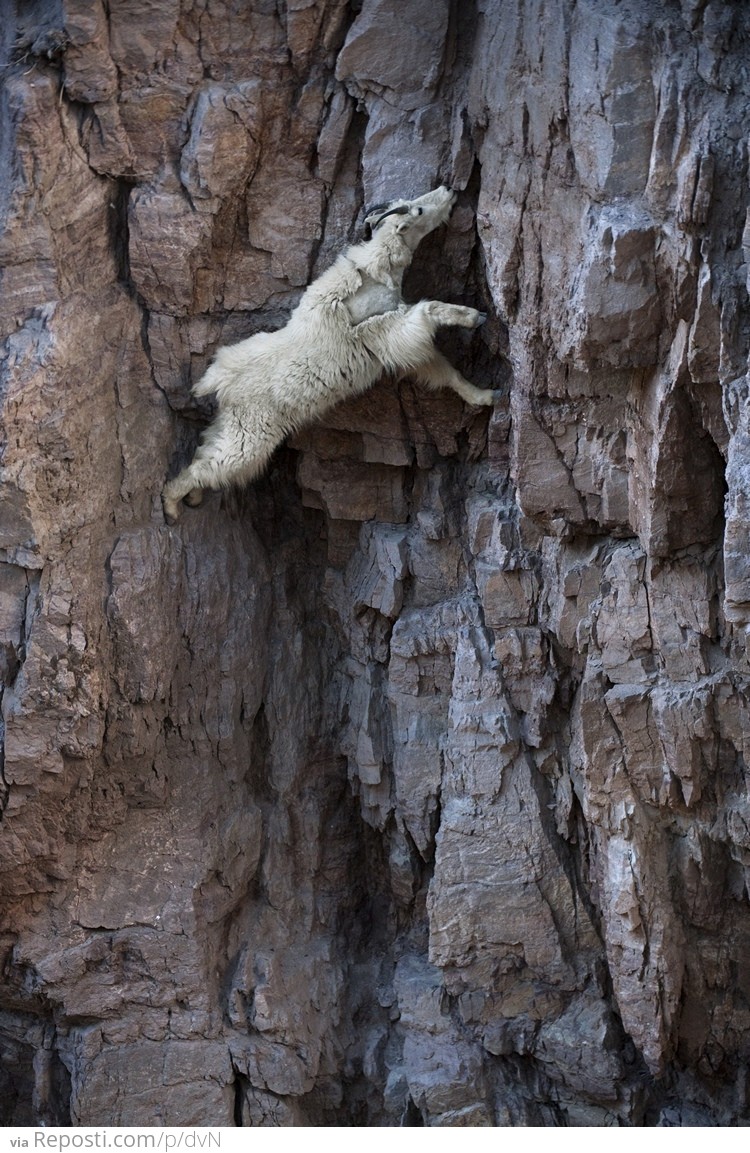 Mountain Goat Stretches