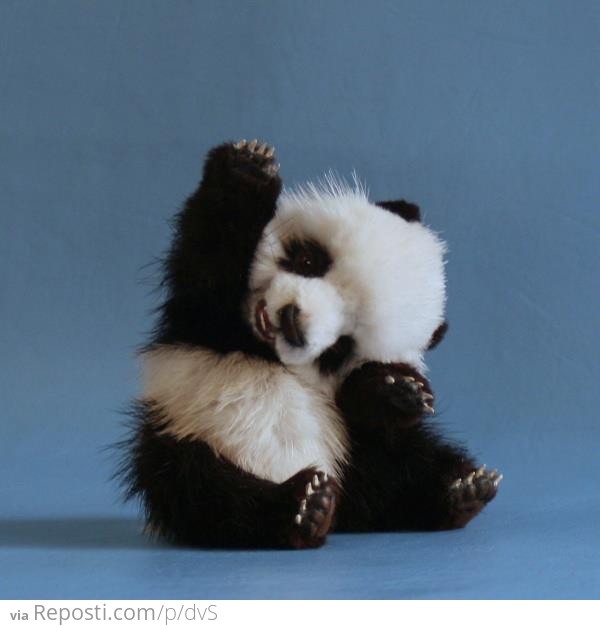 Baby Panda