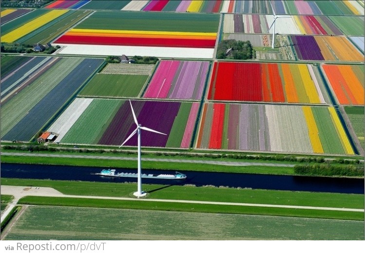 Tulip Fields