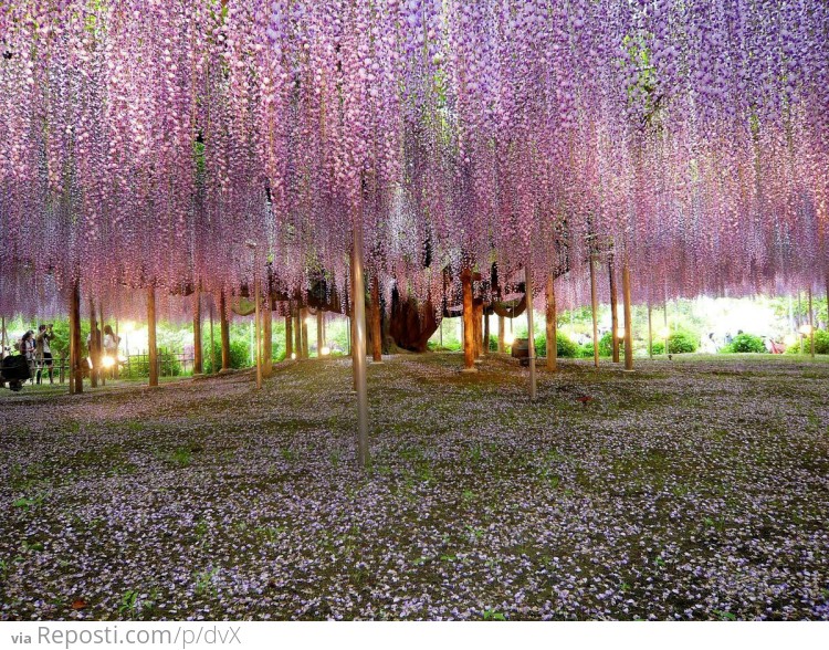 Japanese Wisteria