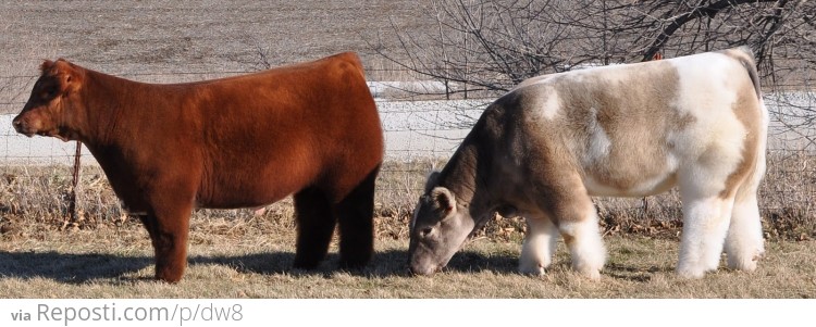 Fuzzy Cows