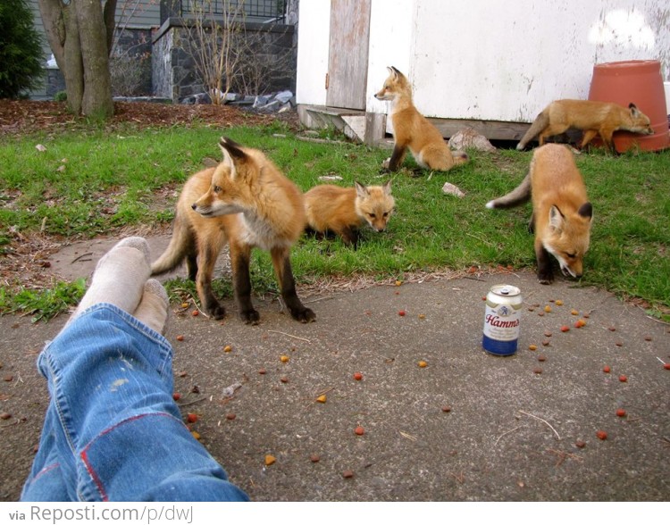 Fox Infestation