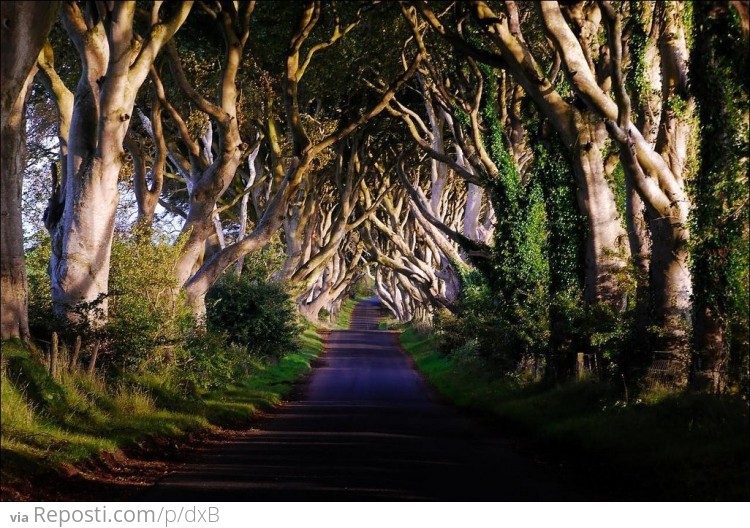 The Dark Hedges of Northern Ireland