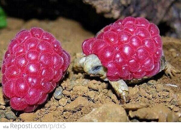 Raspberry Turtles