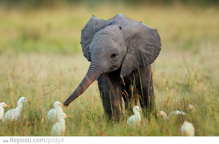 Baby Elephant Playing With Birds