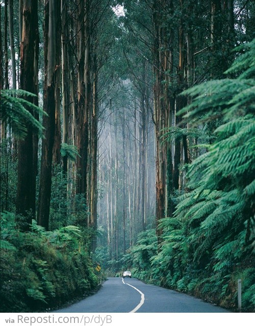 Australian Redwood