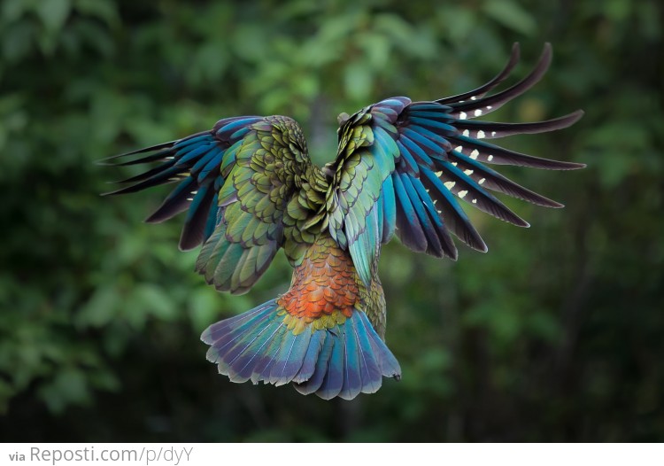 New Zealand Kea