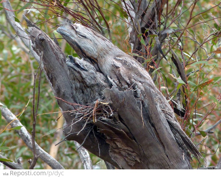 Two Tawny Frogmouths