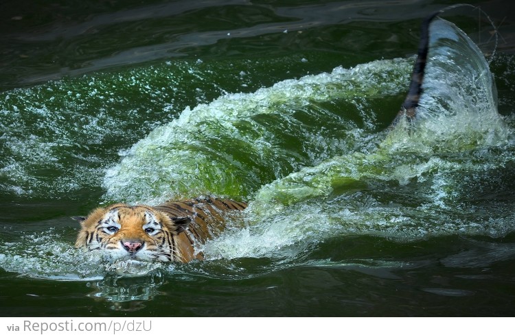 Swimming Tiger