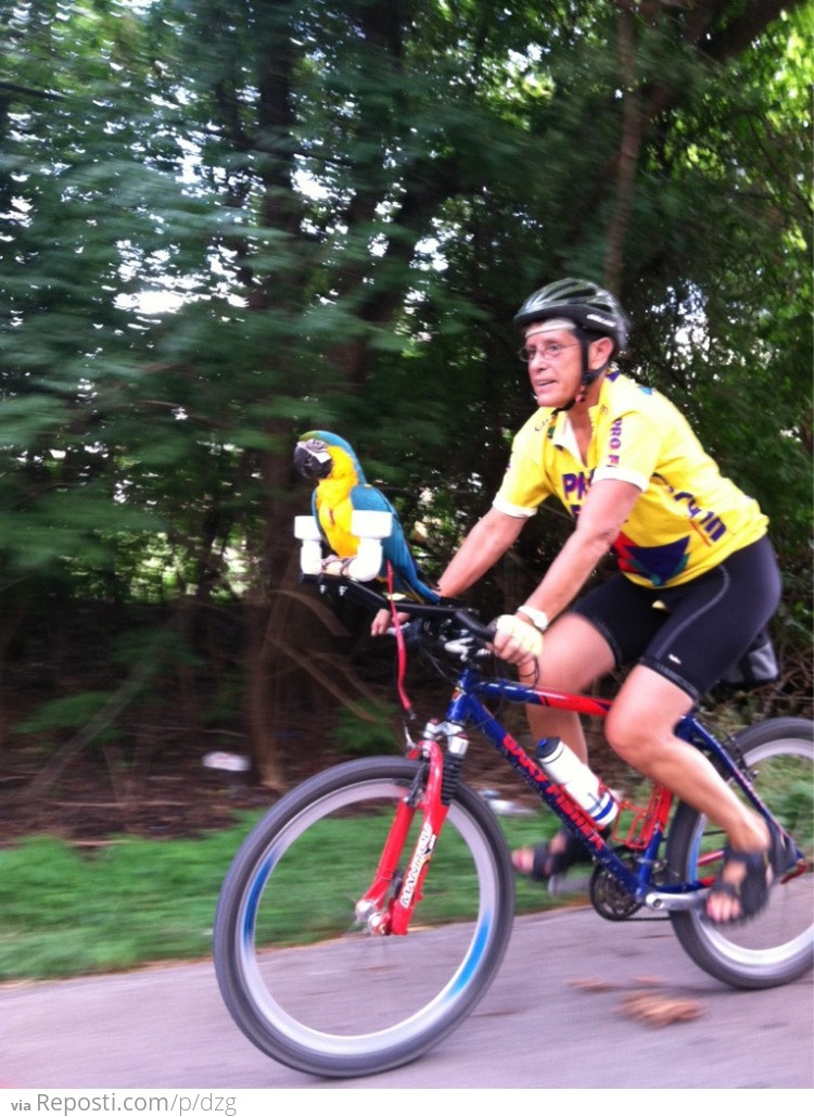 Parrot Rider