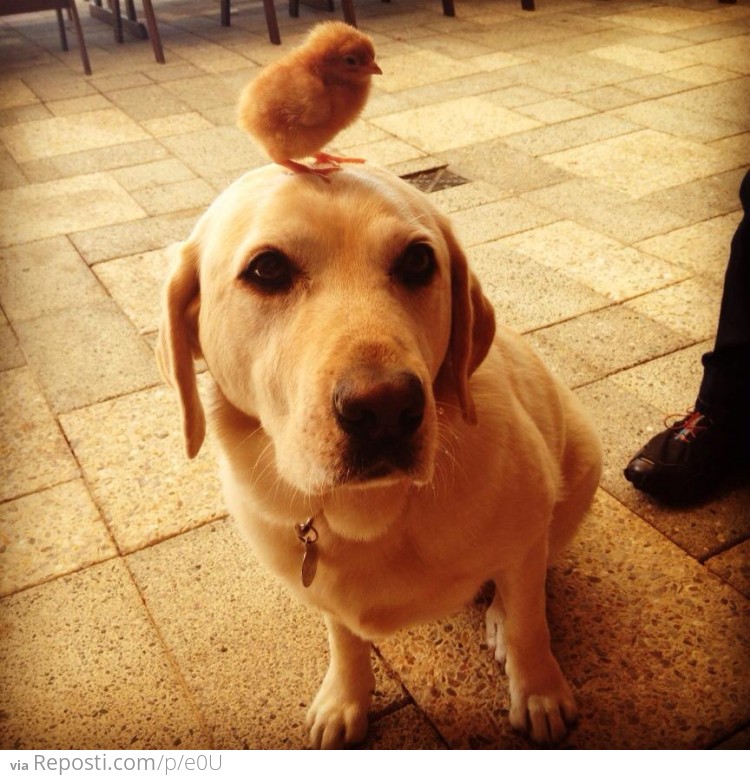 Chick & Dog