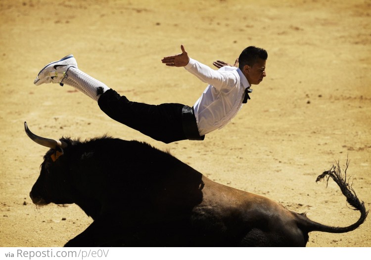 A 'Recortador' leaps over a bull