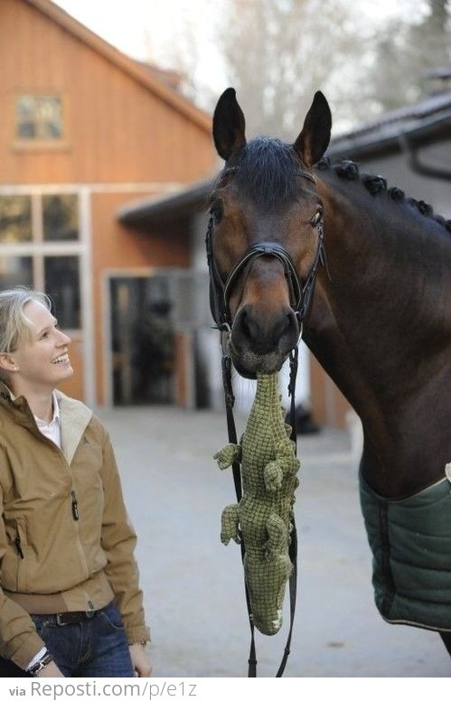 Augustin the race horse and his stuffed alligator